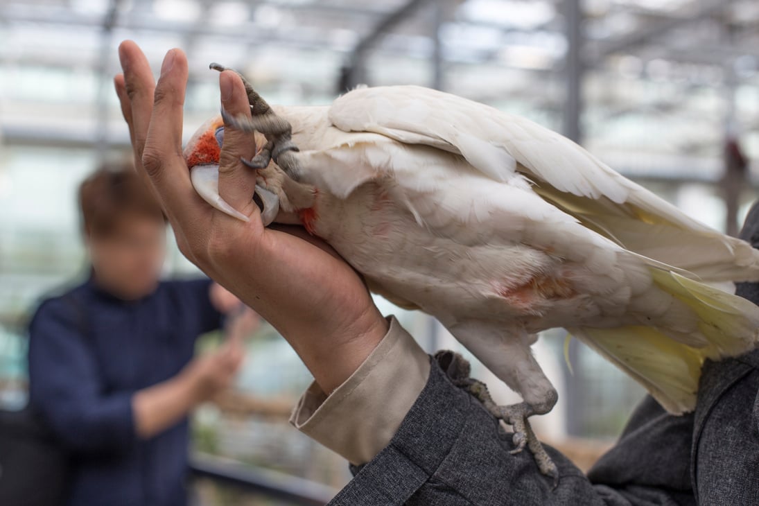 White parrot bite fingers. parrot playing.